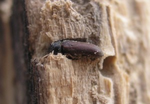 [city] woodworm symptons
